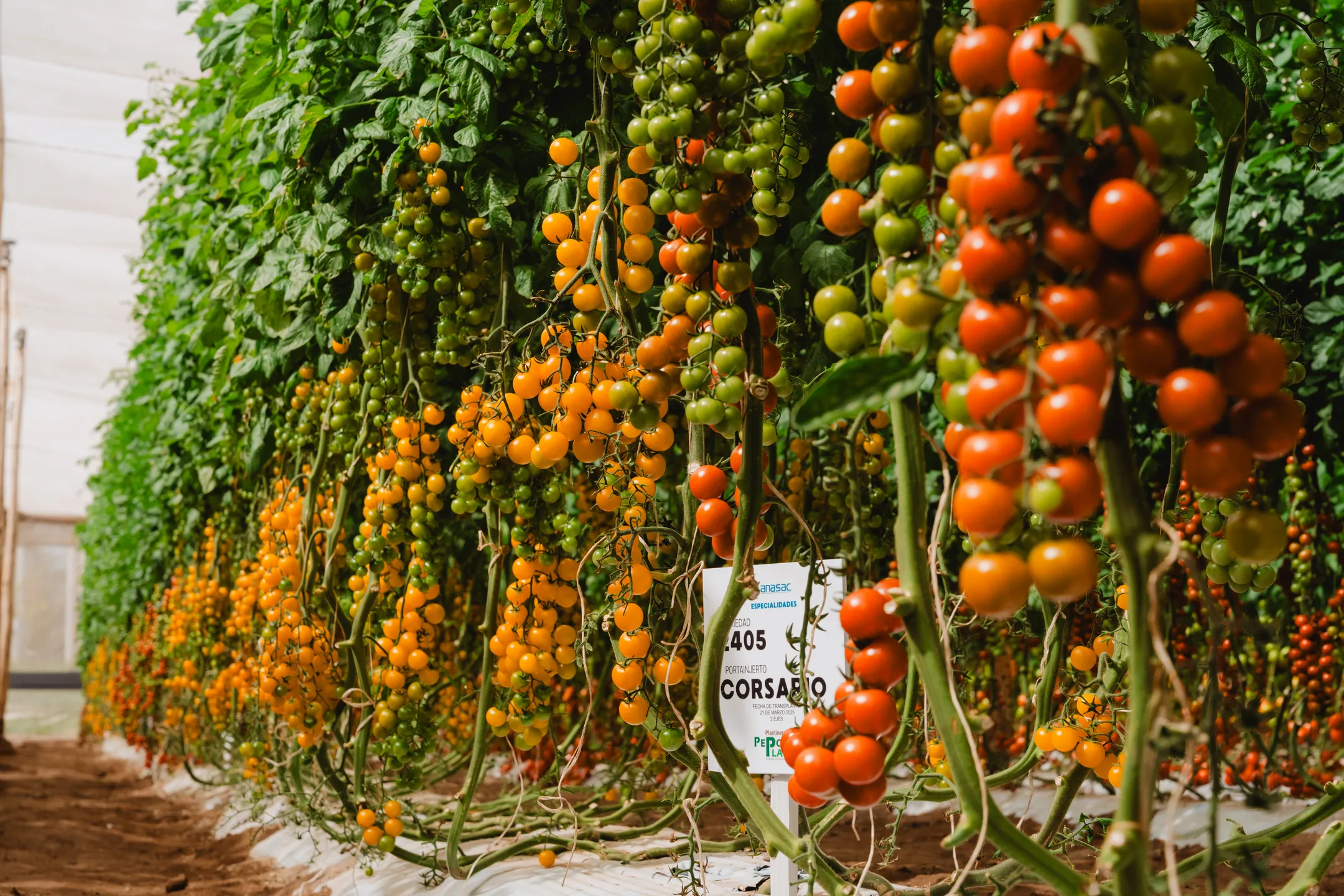 Pepo's Plant - Imagen 16